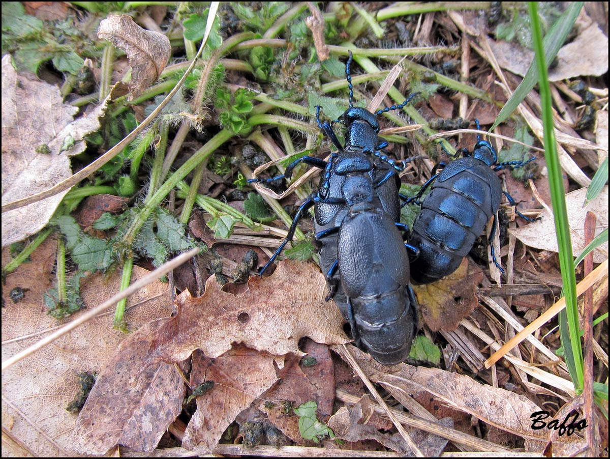 Meloe proscarabaeus in accoppiamento?